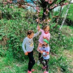 Supermom_Mamablog_Kirschbluete