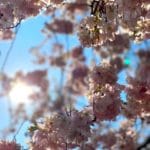 Supermom_Mamablog_Schwedter Strasse_Kirschblueten