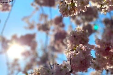 Supermom_Mamablog_Schwedter Strasse_Kirschblueten