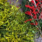 Supermom_Mamablog_Mistelzweig